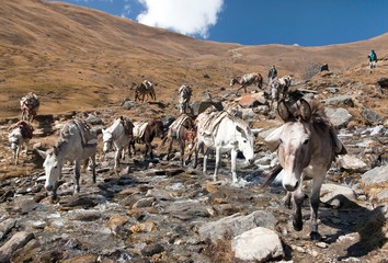 Caravan of mules in nepalese Himalayas