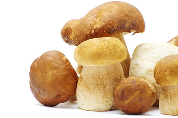 Boletus edulis mushroom isolated on white background