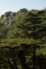 Cedar forest in Lebanon. The mountains of Lebanon were once shaded by thick cedar forests and the tree is the symbol of the country. 
