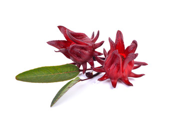Hibiscus sabdariffa or roselle fruits