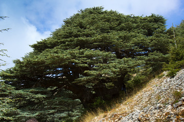 Fototapeta na wymiar Cedar forest in Lebanon. The mountains of Lebanon were once shaded by thick cedar forests and the tree is the symbol of the country. 