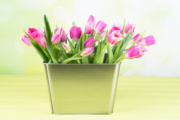 tulpen im großen kübel