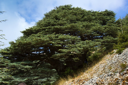 Fototapeta Cedar forest in Lebanon. The mountains of Lebanon were once shaded by thick cedar forests and the tree is the symbol of the country.   