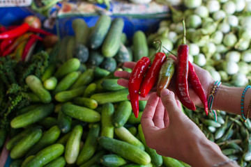 hands the holding greens, hands with vegetables, green shop, parsley in hands, organic, tasty, vegetables,