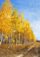 Fototapeta premium Błękitne niebo i żywe jesienne żółte zarośla.