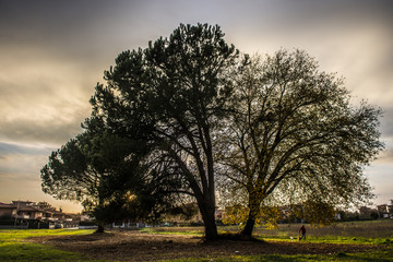Naklejka premium Albero solitario