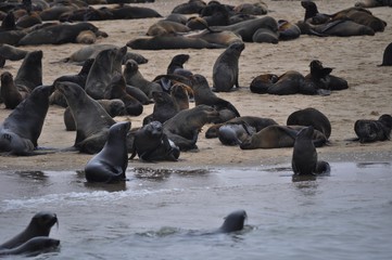 Sea lion colony