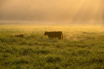 cow in a pasture in the morning