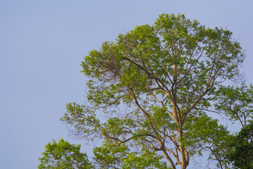 170 million years old primarily virgin tropical rainforest of the Royal Belum State Park in Perak, Malaysia.