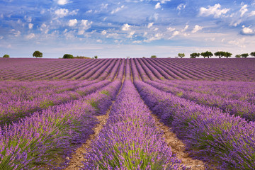 Champs de lavande en fleurs en Provence, dans le sud de la France