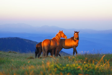 Early morning mountains, horses in rays of rising sun.