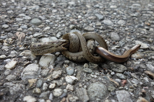 Schlingnatter frisst Blindschleiche