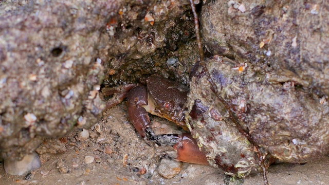 Crab sitting under a stone