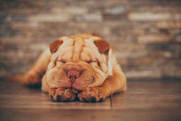 Shar Pei puppy sleeping on the floor - Powered by Adobe