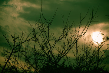 silhouette of scary branches