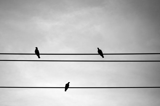 Three pigeon on electric wire