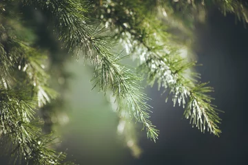 Fototapete Bäume immergrüner Ast