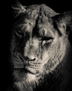 portrait of lion  - black and white photo