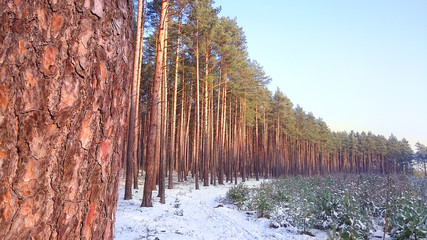 The Pine (Pinus sylvestris) forest with white background. Renewable energy concept. Picture with place for your text.