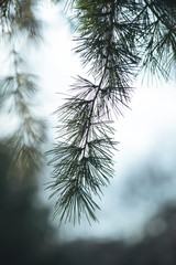 evergreen tree branch