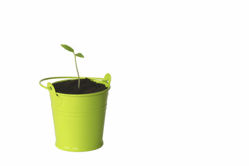 seedling of tomato in green bucket