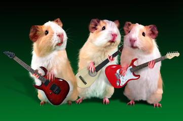 Three guitarist Guinea pig is playing on a guitar