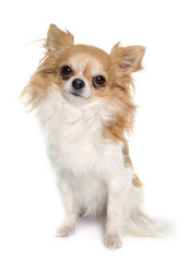 long hair chihuahua
