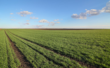 Fototapeta na wymiar Agriculture, green wheat field in spring