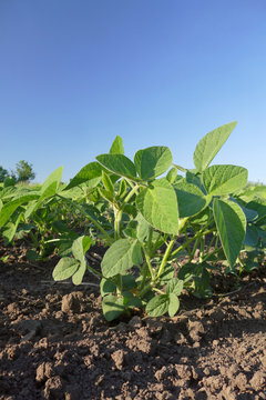 Agriculture, green soy bean plant in field