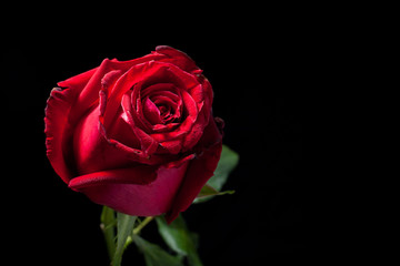 red rose on black background
