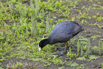 Eurasian Coot