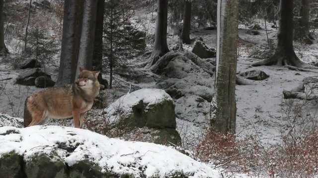 Gray wolf (Canis lupus) in winter forest