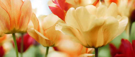 highkey tulips highres