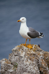 Seagull standing on rock