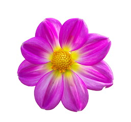 dahlia single-flower garden flower isolated on white background
