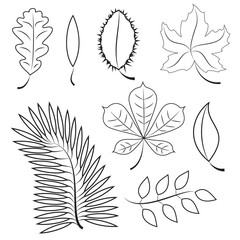different leaves. contour plot. colorless contour leaves for your design