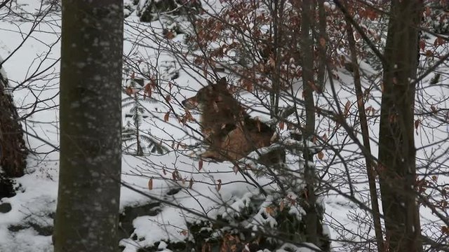 Gray wolf (Canis lupus) in winter forest