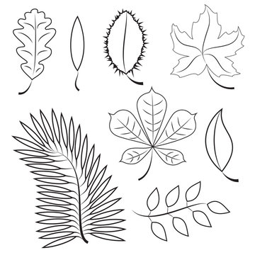 different leaves. contour plot. colorless contour leaves for your design