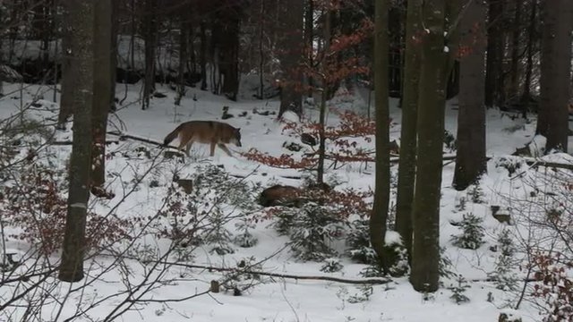 Gray wolf (Canis lupus) in winter forest