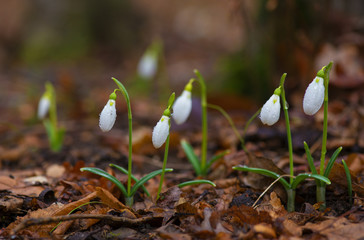 Snowdrops against old leaves in spring wood