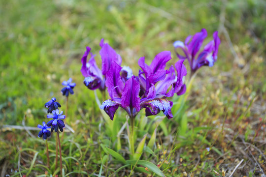 Wild irises on mountain of Crimea.