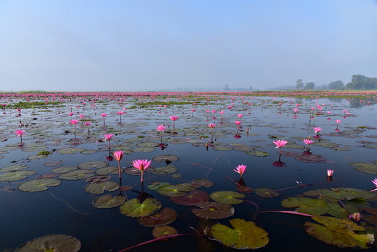 Fototapeta Pink lotus lake