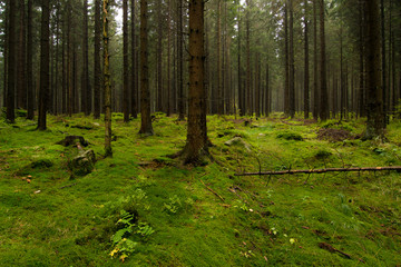 Obraz premium Wald im Harz bei Braunlage, Niedersachsen in Deutschland