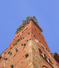 Guinigi Tower facade ,famous monument in the historical center of Lucca,Tuscany