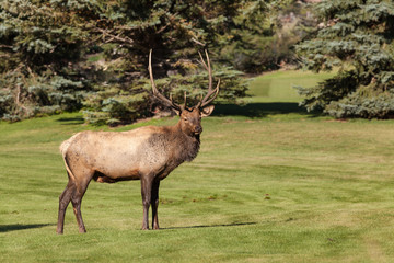 Bull Elk During Fall Rut
