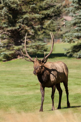 Bull Elk During Fall Rut