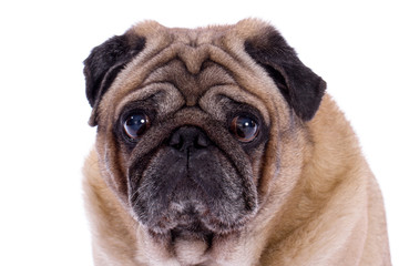 Fototapeta premium Pug dog on white background with his tongue hanging out