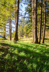 Fototapeta premium Mima Mounds Natural Area Preserve