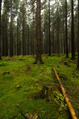 Fototapeta premium Wald im Harz bei Braunlage, Niedersachsen in Deutschland