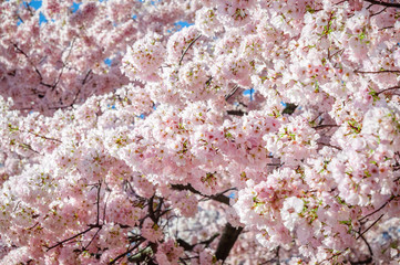 Cherry Blossom Festival